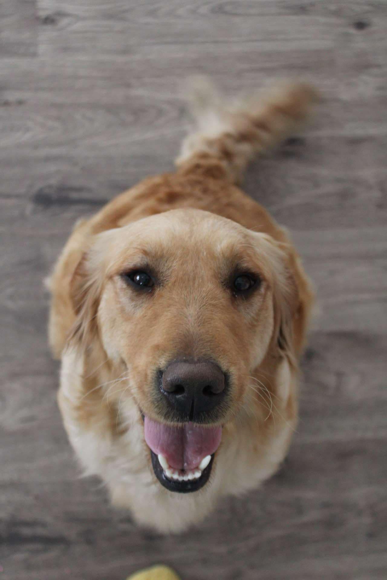 GoldenPaw™ Purebred Golden Retriever Puppies - Ready APRIL 2025