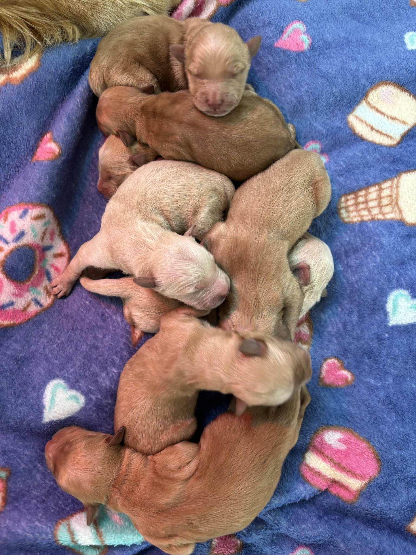 GoldenPaw™ AKC Golden Retriever Puppies - 10% DEPOSIT- READY AUG 31ST