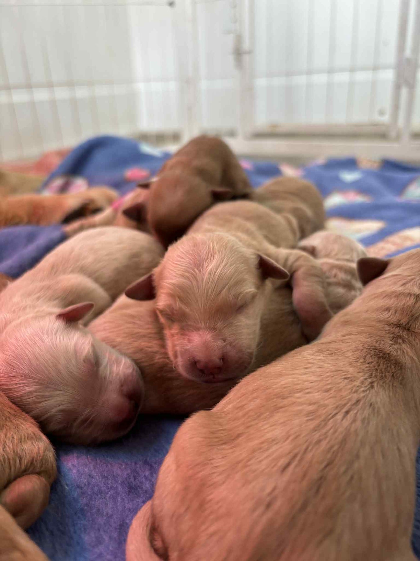 GoldenPaw™ AKC Golden Retriever Puppies - 10% DEPOSIT- READY AUG 31ST