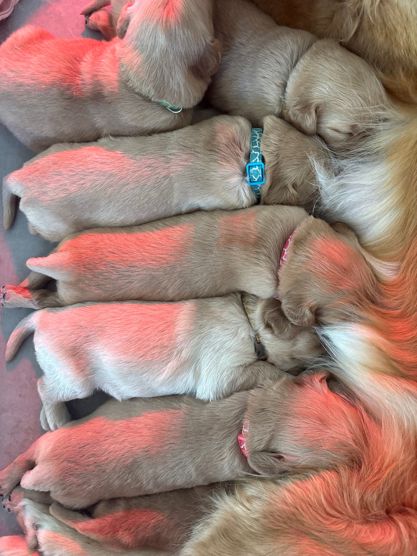 GoldenPaw™ Champion Bloodline Golden Retriever Puppies - Ready June 2025 (Biscuit x Sunny) DEPOSIT