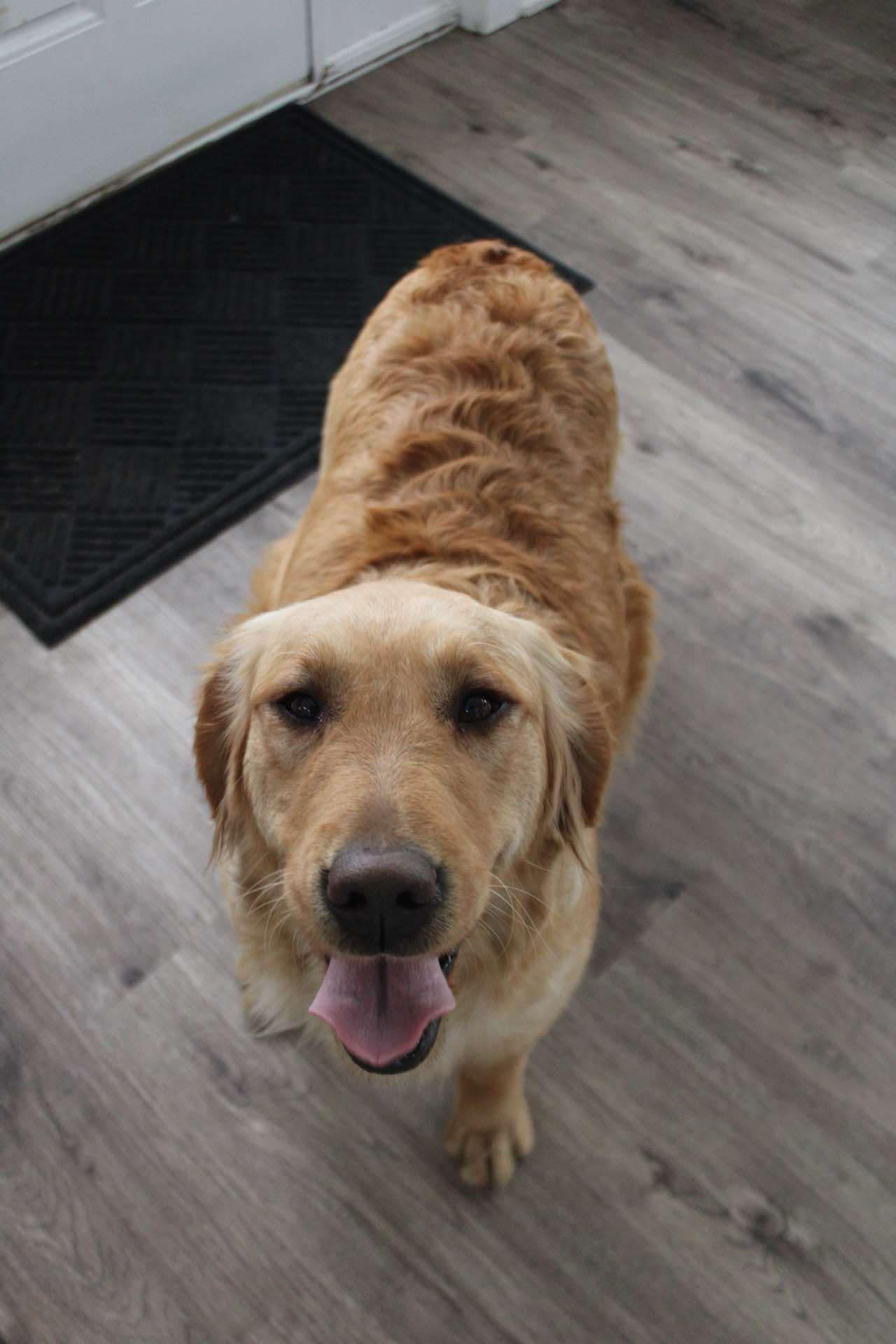 GoldenPaw™ Purebred Golden Retriever Puppies - Ready APRIL 2025