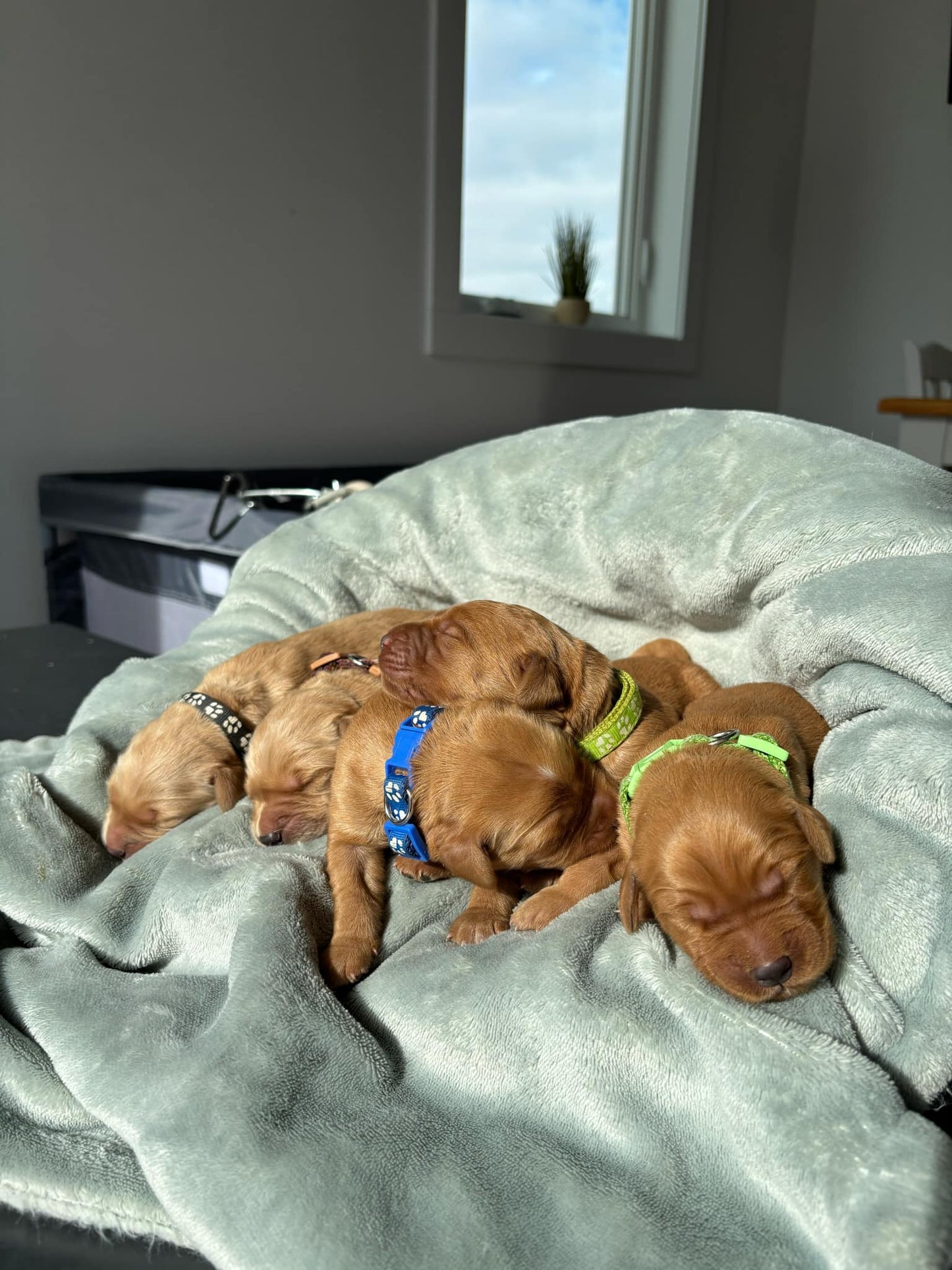 GoldenPaw™ Purebred Golden Retriever Puppies - Ready APRIL 2025