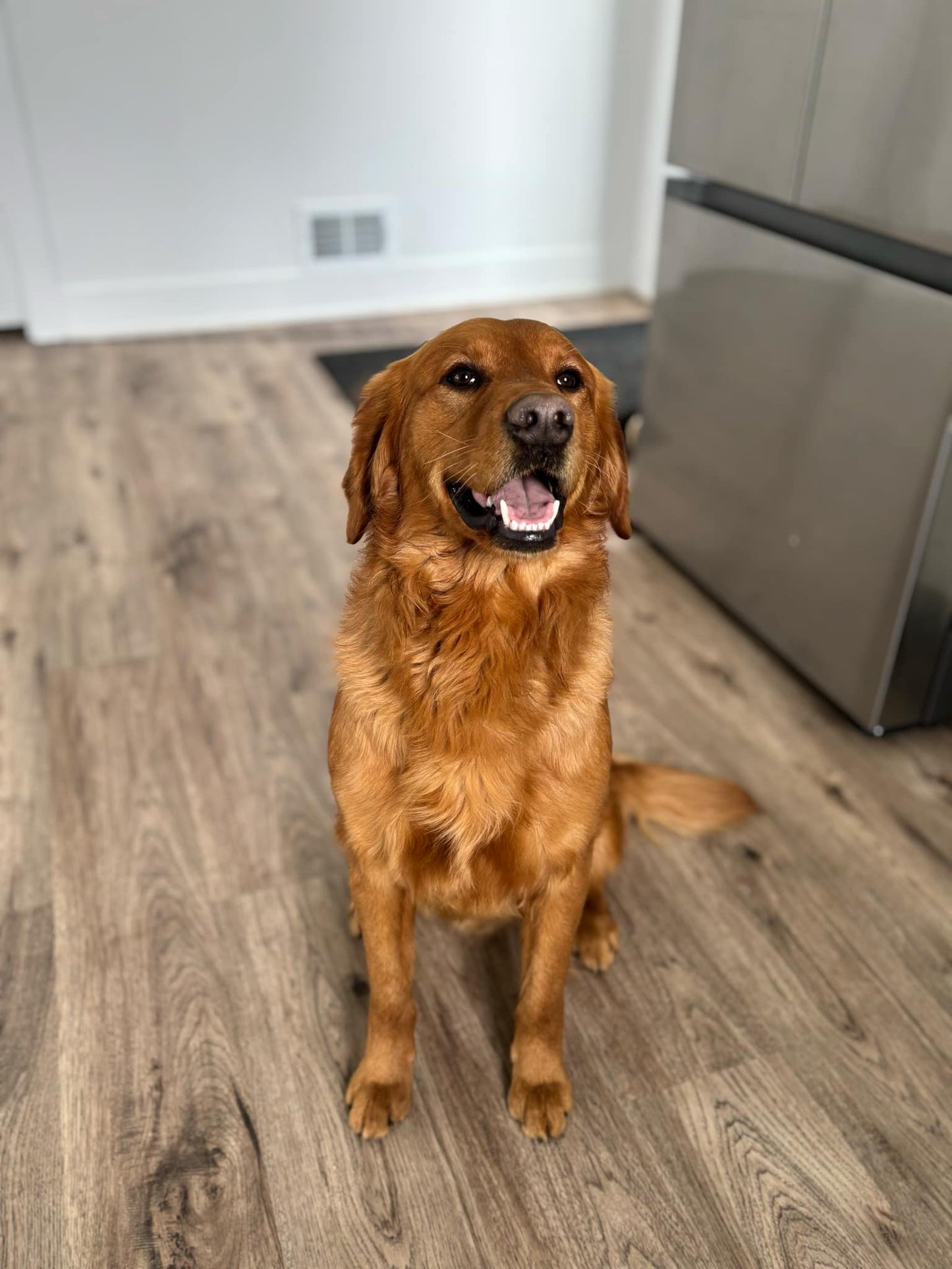 GoldenPaw™ Champion Bloodline Golden Retriever Puppies - Ready June 2025 (Biscuit x Sunny) DEPOSIT