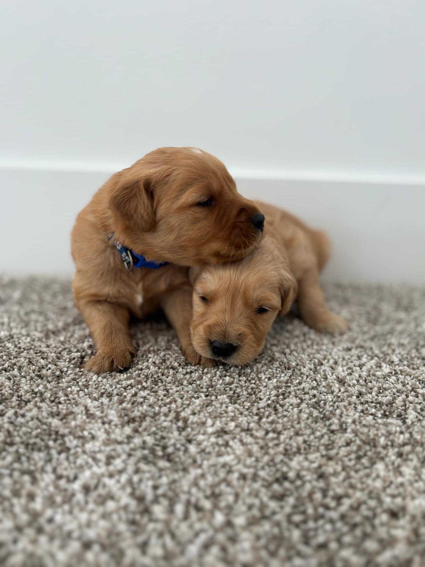 GoldenPaw™ Purebred Golden Retriever Puppies - Ready APRIL 2025