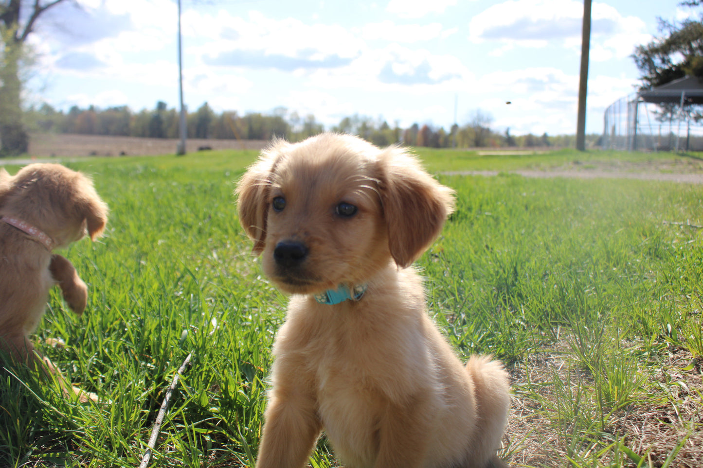 GoldenPaw™ Purebred Golden Retriever Puppies - READY TO GO