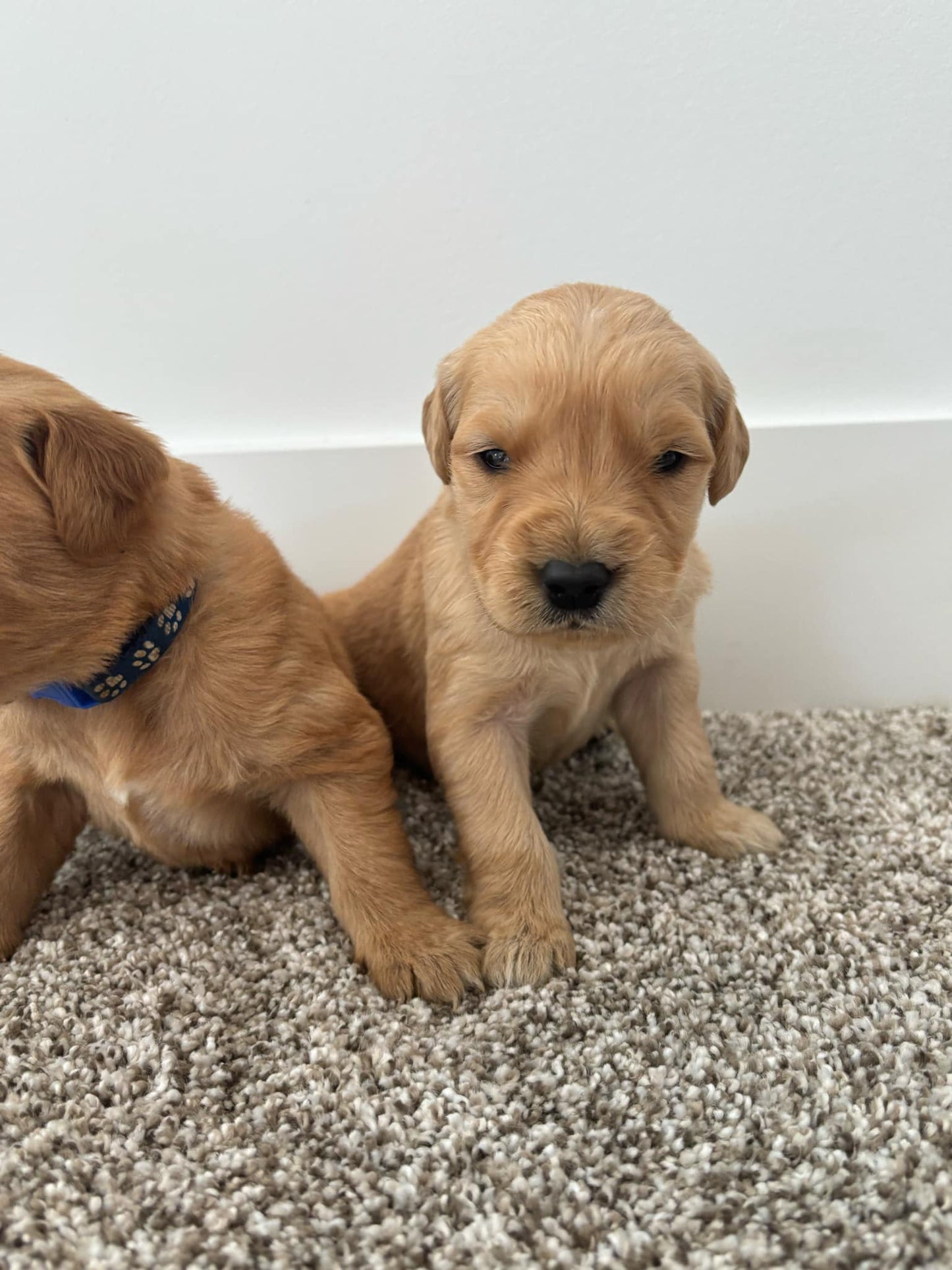 GoldenPaw™ Purebred Golden Retriever Puppies - Ready APRIL 2025