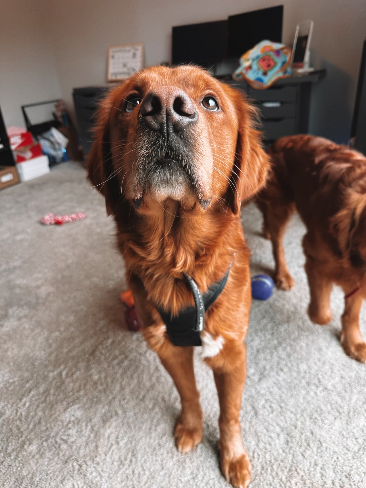 GoldenPaw™ Purebred Golden Retriever Puppies - Ready APRIL 2025