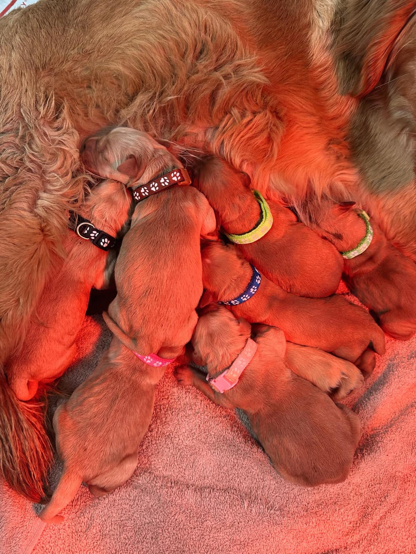 GoldenPaw™ Purebred Golden Retriever Puppies - Ready APRIL 2025
