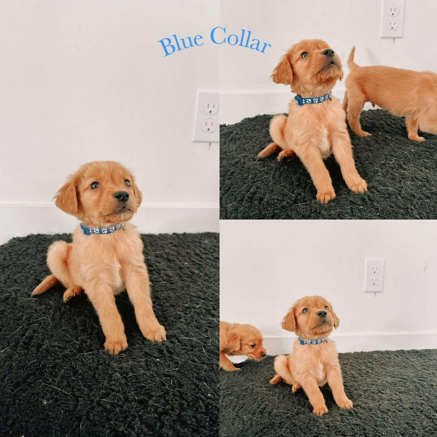 GoldenPaw™ Purebred Golden Retriever Puppies - READY TO GO