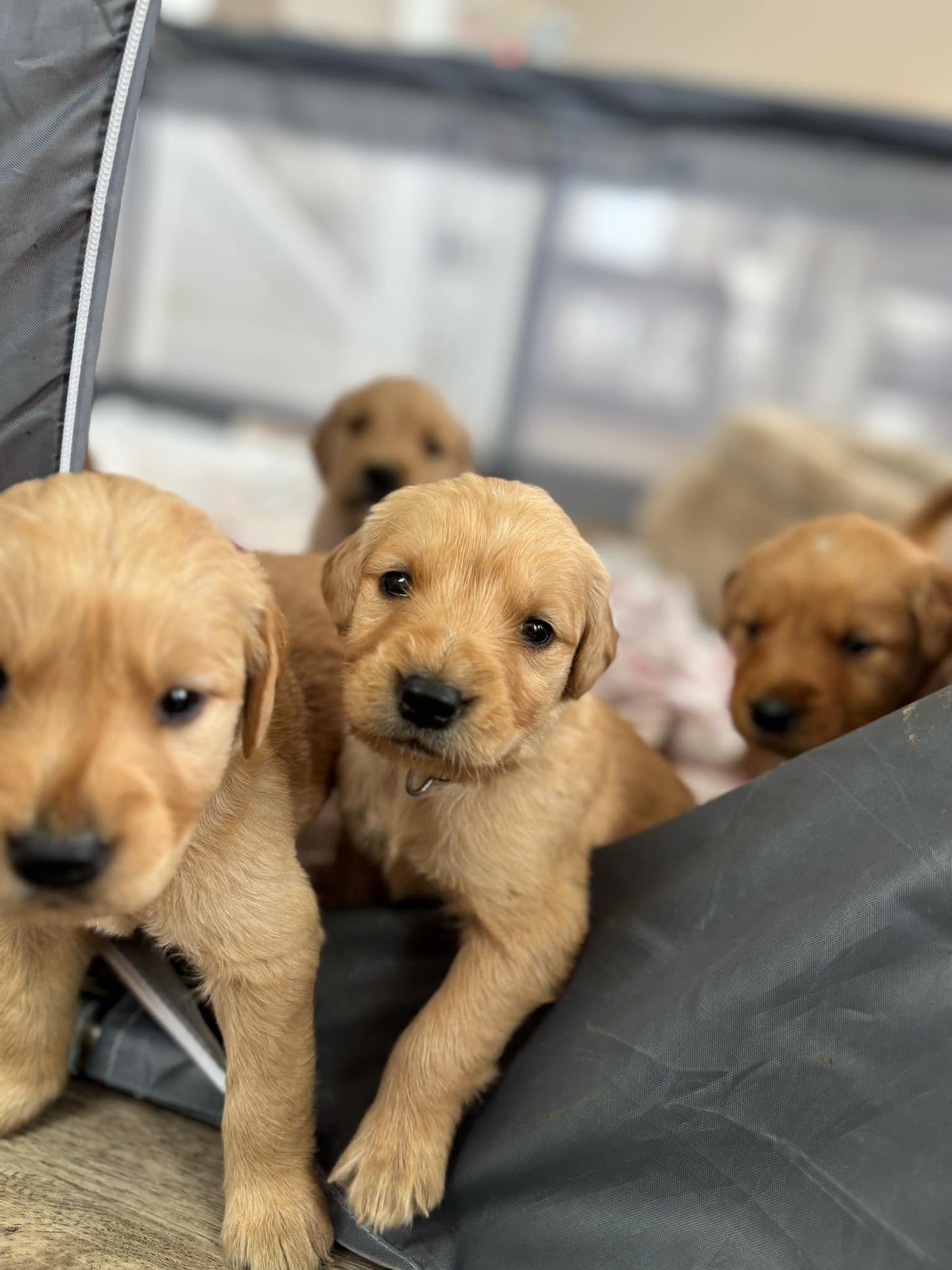 GoldenPaw™ Purebred Golden Retriever Puppies - Ready APRIL 2025