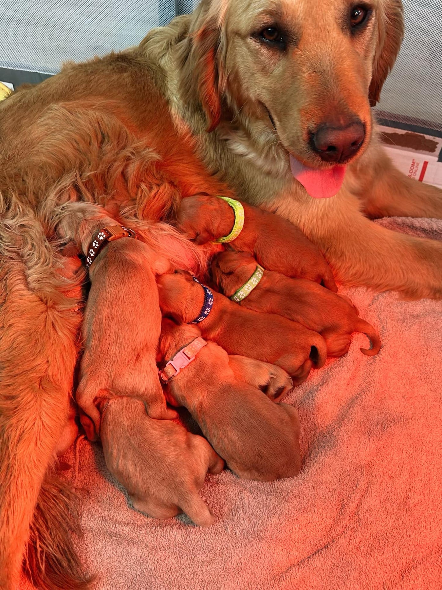 GoldenPaw™ Purebred Golden Retriever Puppies - Ready APRIL 2025