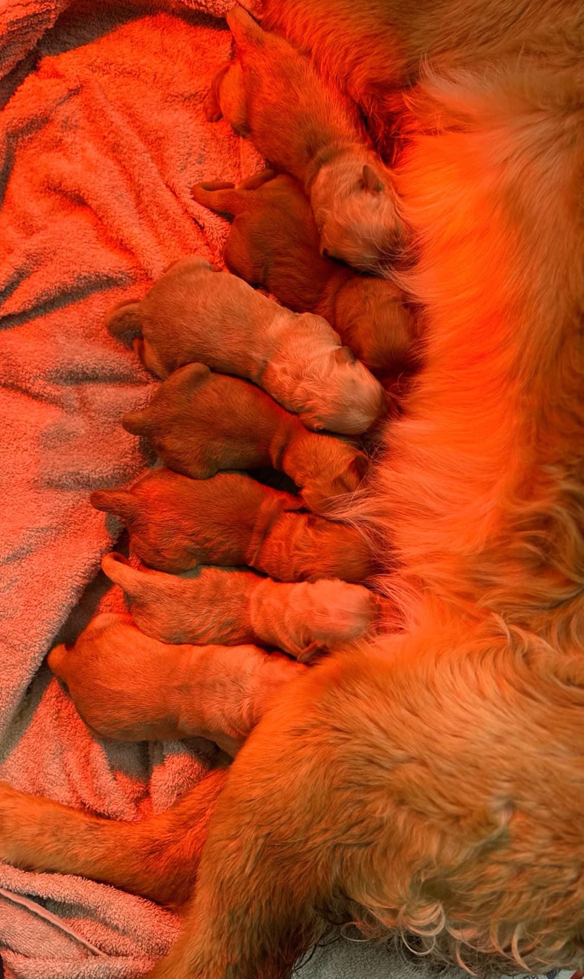 GoldenPaw™ Purebred Golden Retriever Puppies - Ready APRIL 2025