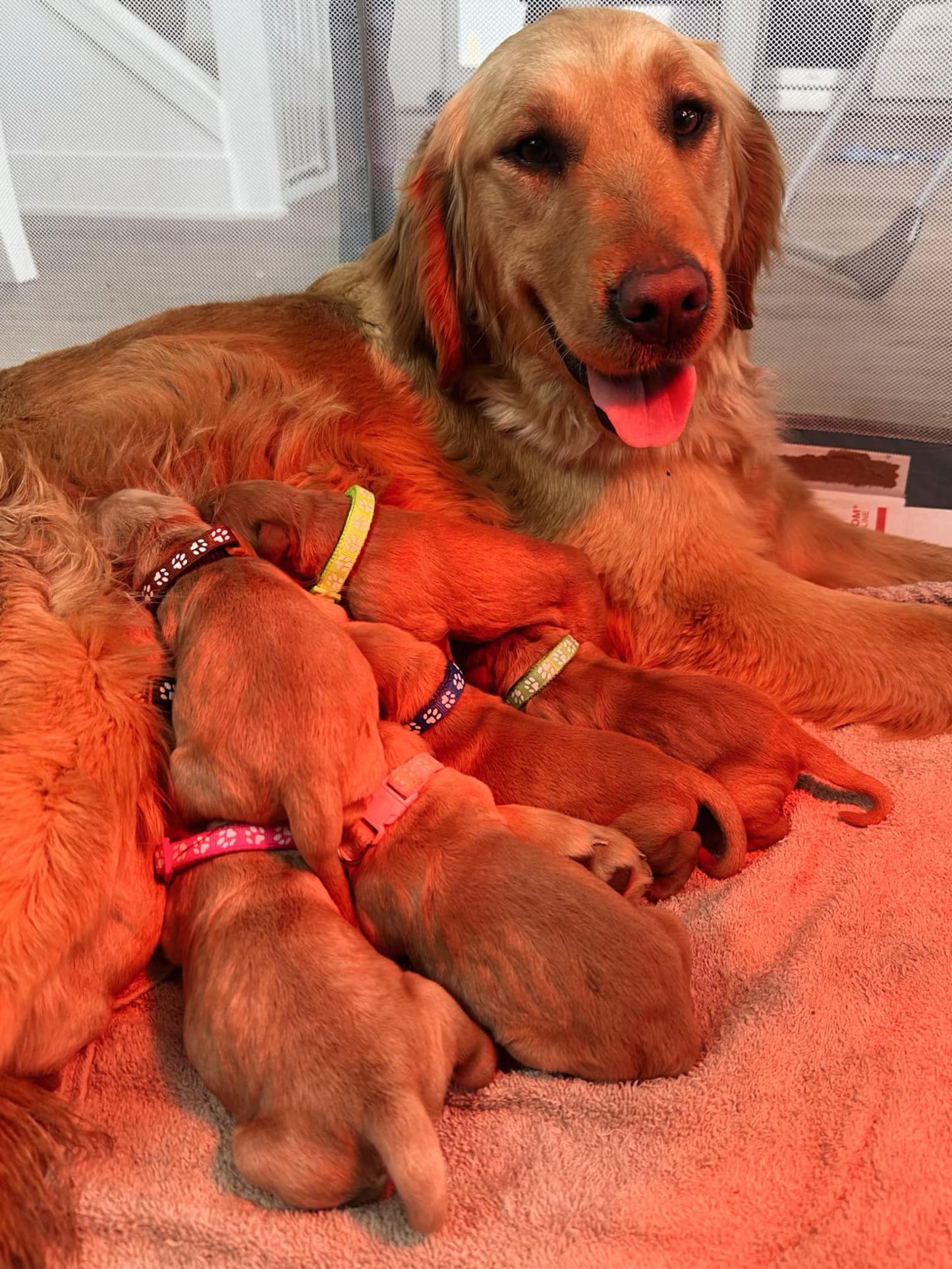 GoldenPaw™ Purebred Golden Retriever Puppies - Ready APRIL 2025