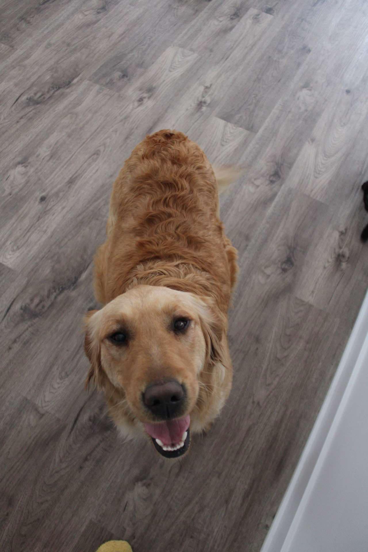 GoldenPaw™ Purebred Golden Retriever Puppies - Ready APRIL 2025