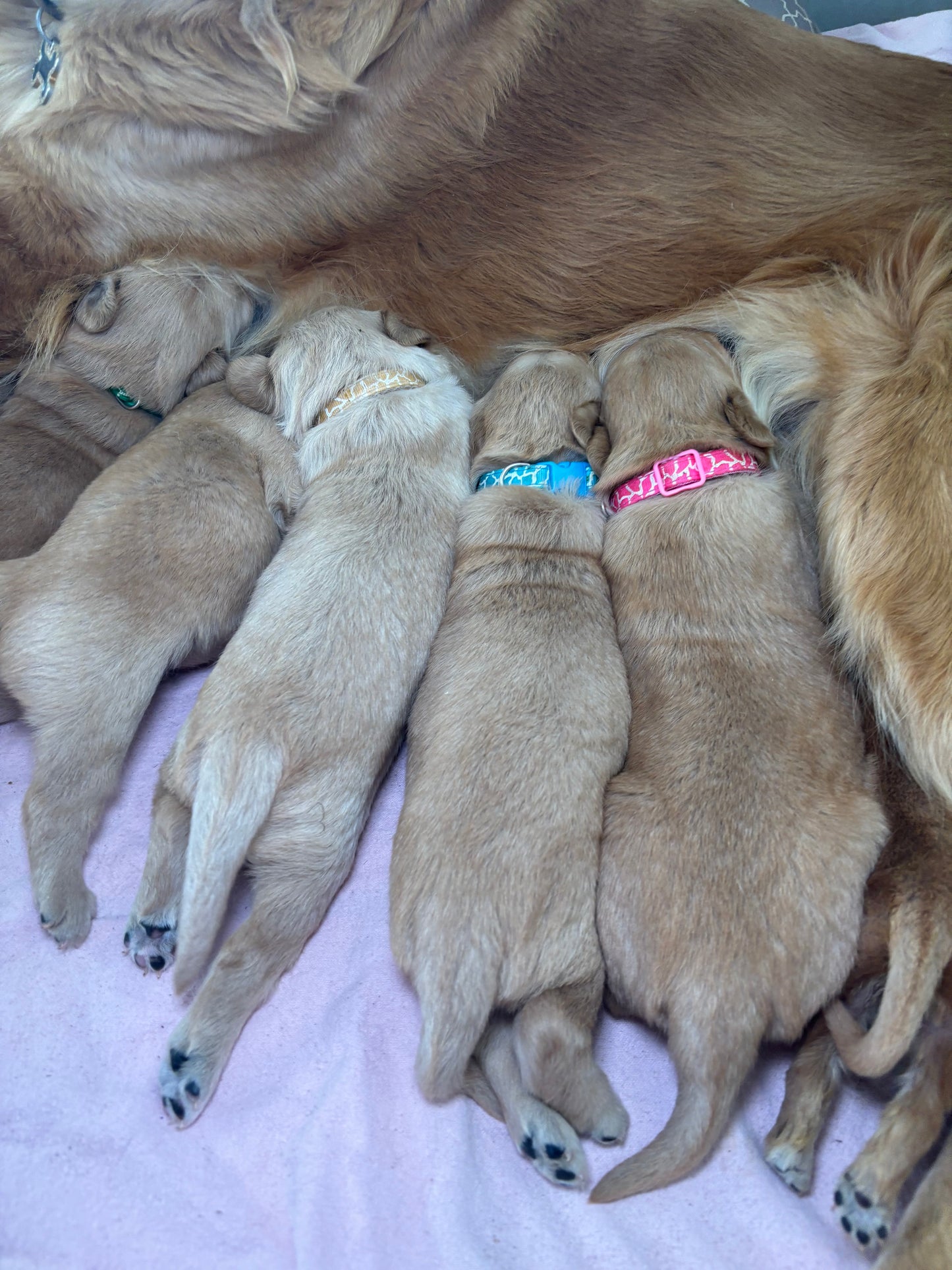 GoldenPaw™ Champion Bloodline Golden Retriever Puppies - Ready June 2025 (Biscuit x Sunny) DEPOSIT