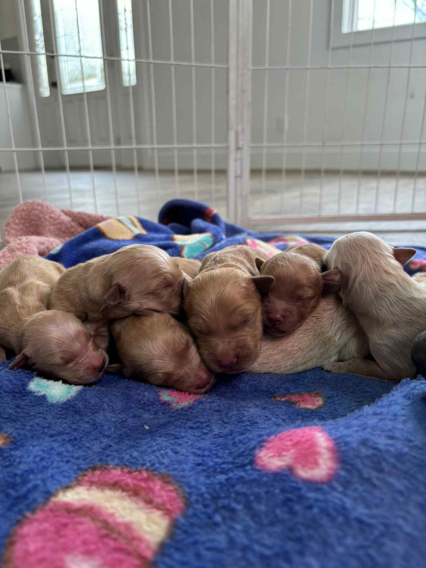 GoldenPaw™ AKC Golden Retriever Puppies - 10% DEPOSIT- READY AUG 31ST