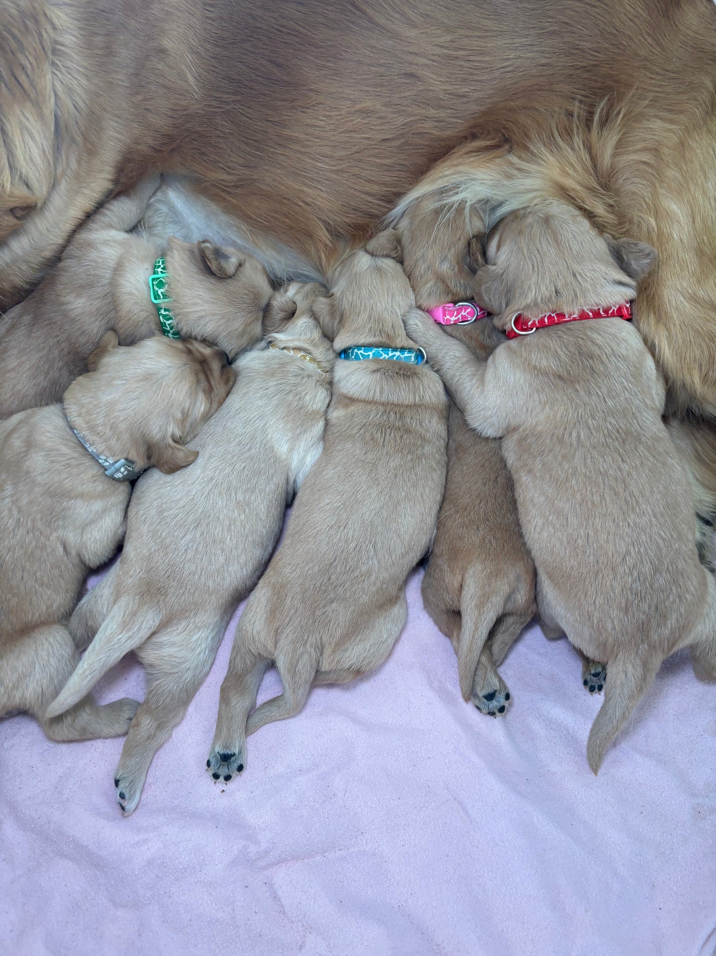 GoldenPaw™ Champion Bloodline Golden Retriever Puppies - Ready June 2025 (Biscuit x Sunny) DEPOSIT