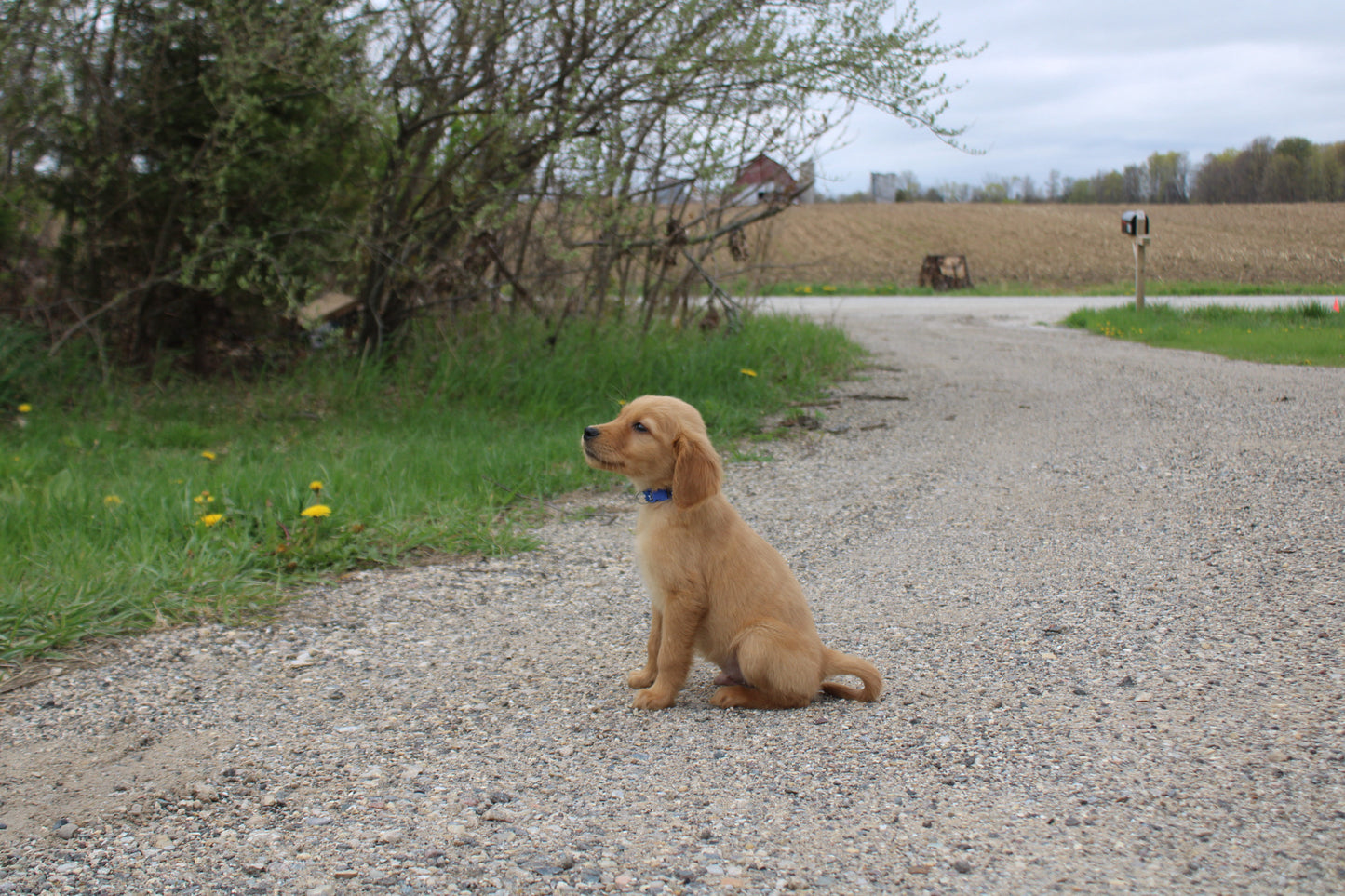 GoldenPaw™ Purebred Golden Retriever Puppies - READY TO GO