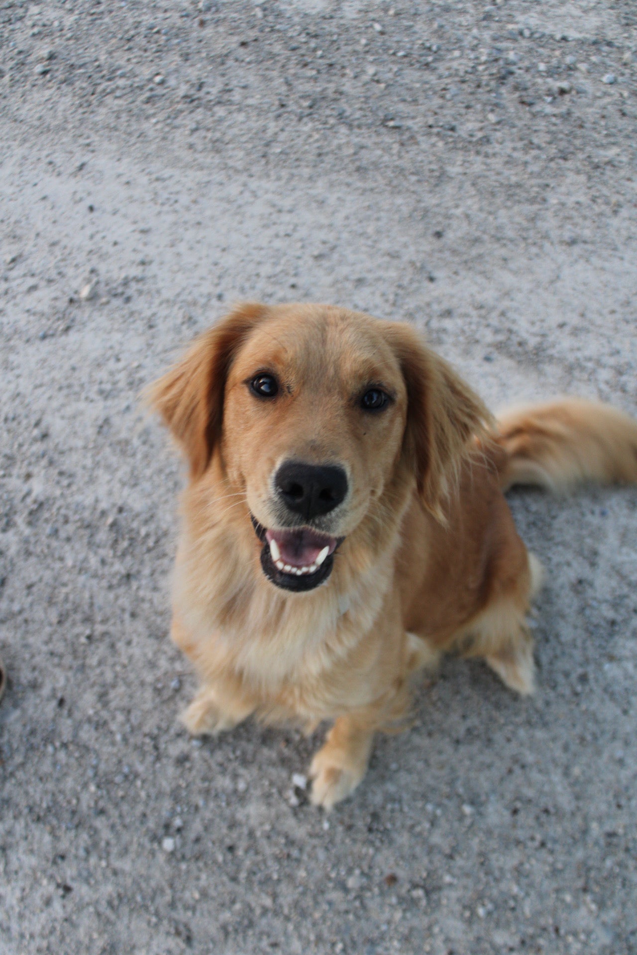 GoldenPaw™ Champion Bloodline Golden Retriever Puppies - Ready June 2025 (Biscuit x Sunny) DEPOSIT