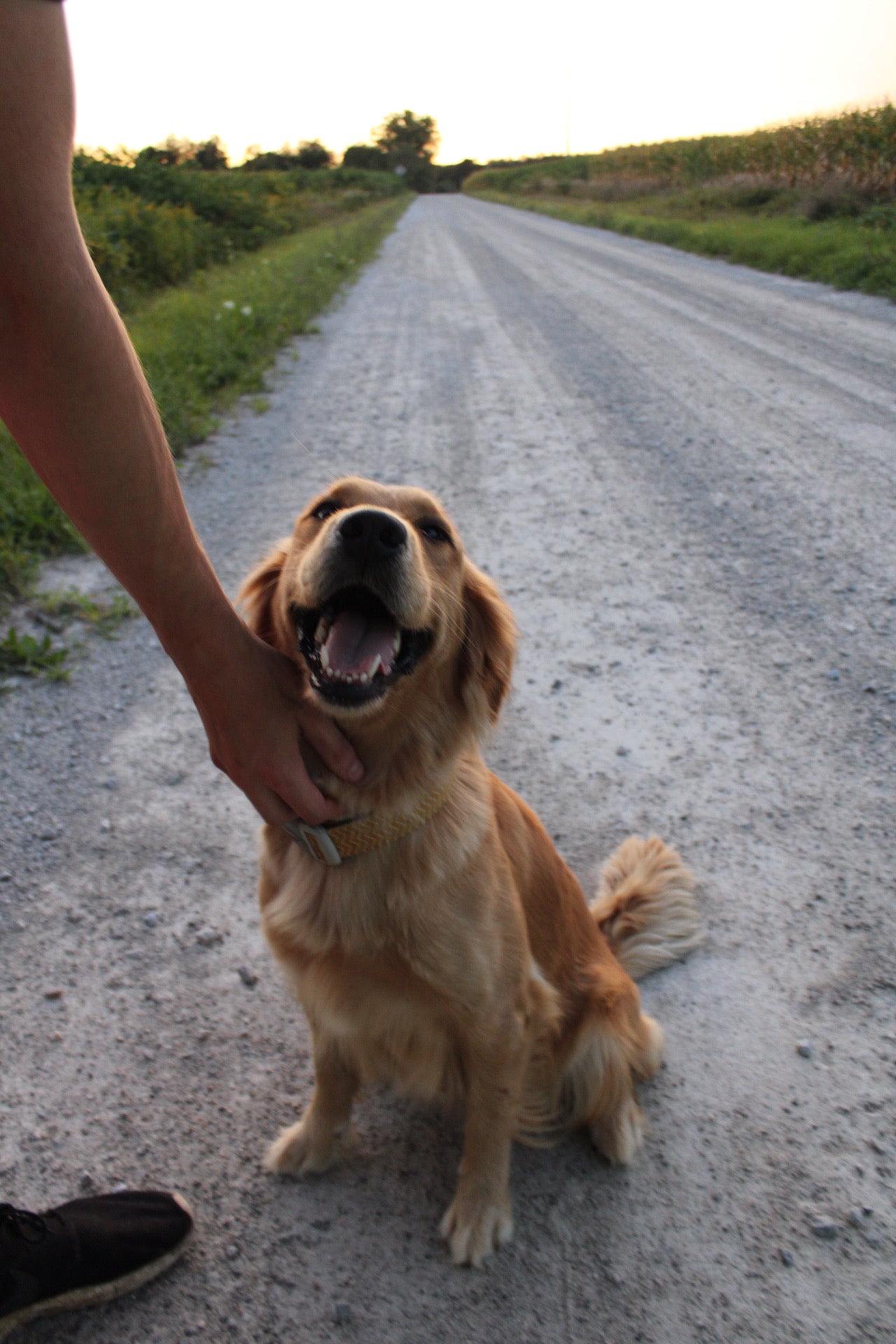 GoldenPaw™ Champion Bloodline Golden Retriever Puppies - Ready June 2025 (Biscuit x Sunny) DEPOSIT