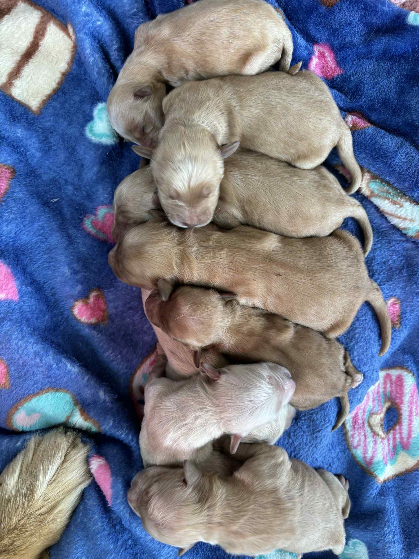 GoldenPaw™ AKC Golden Retriever Puppies - 10% DEPOSIT- READY AUG 31ST