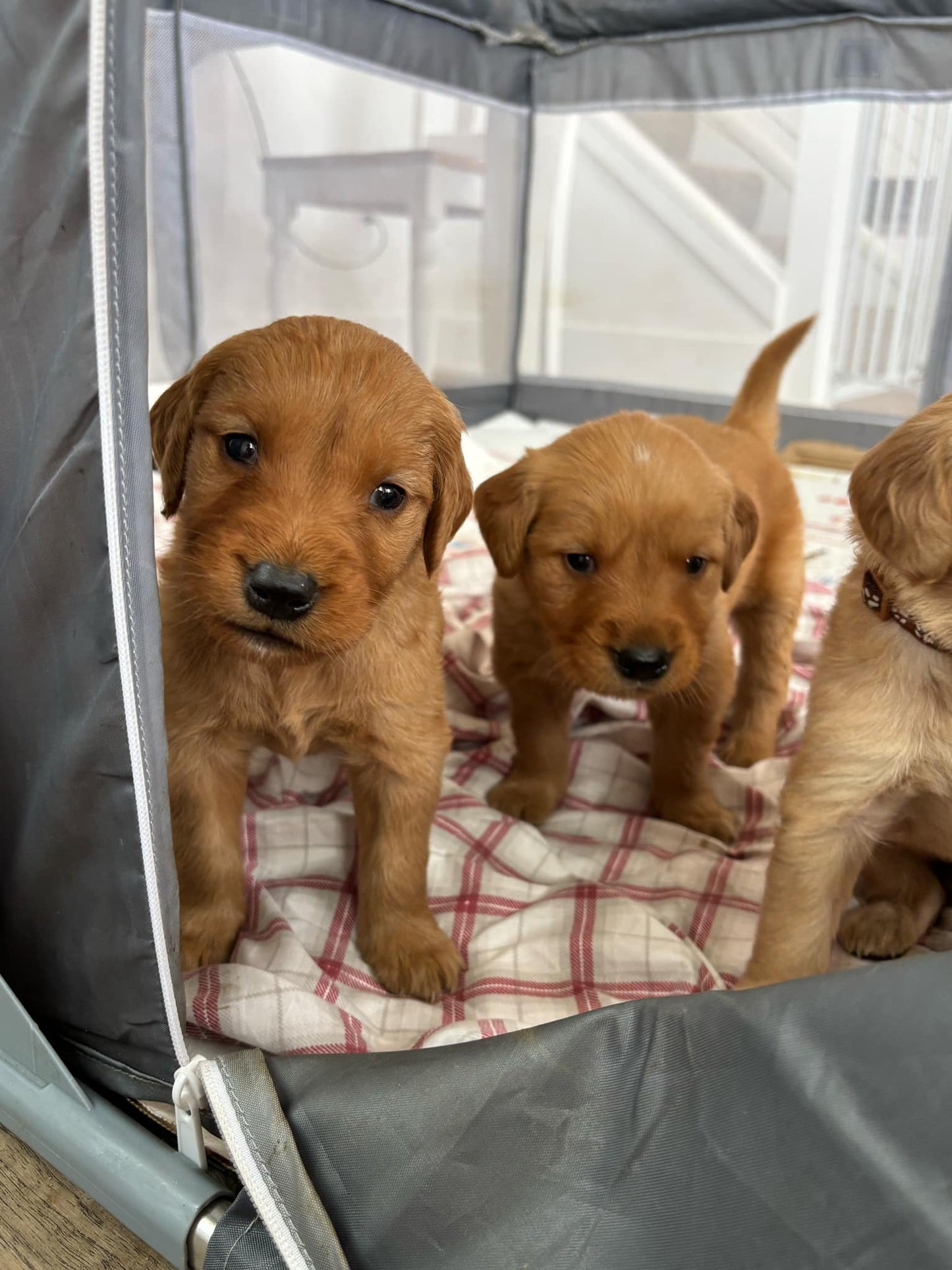 GoldenPaw™ Purebred Golden Retriever Puppies - Ready APRIL 2025