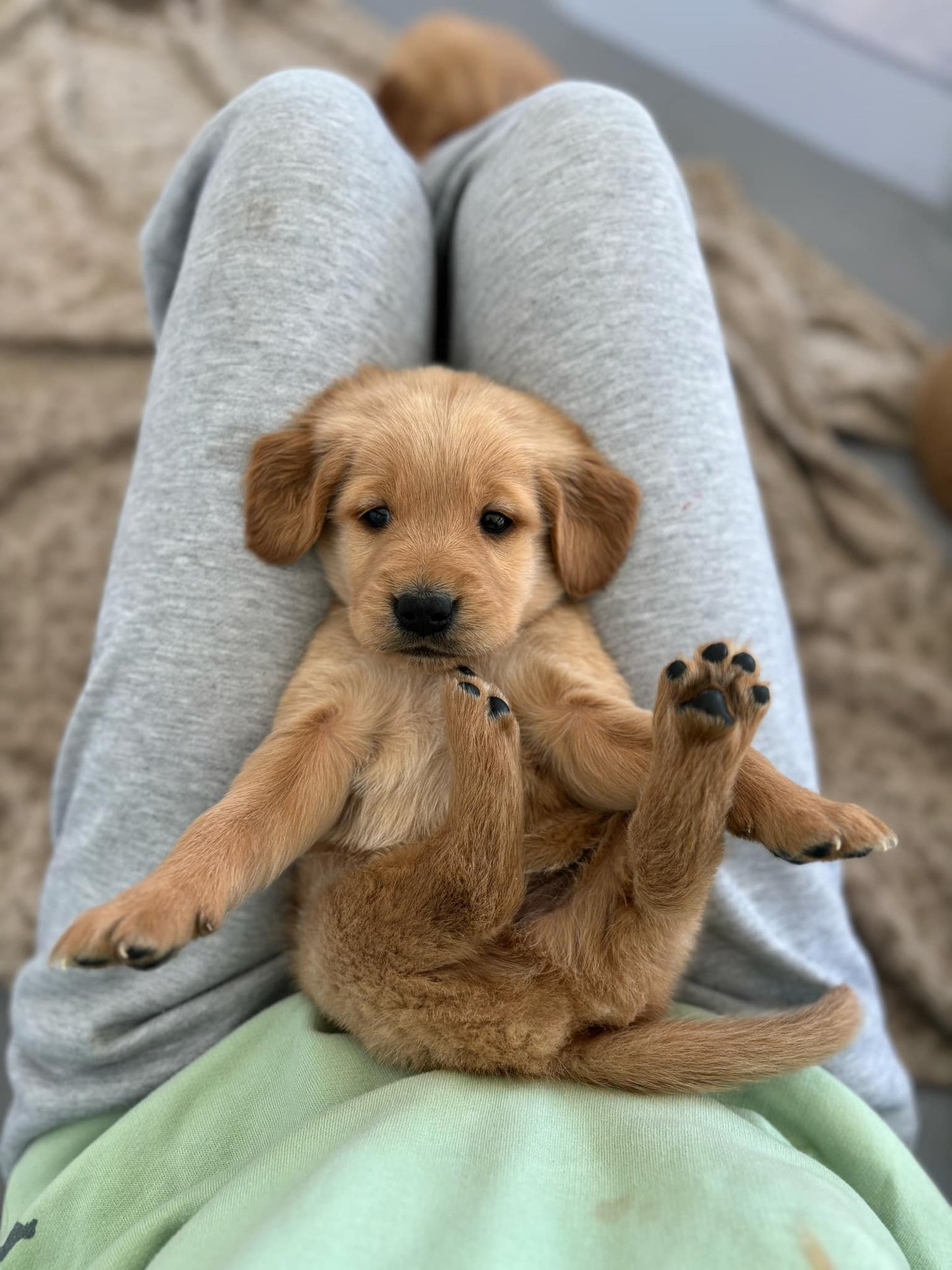 GoldenPaw™ SUNNY x KEEF Litter Spots NOV. 20 2024 PICKUP DEPOSIT