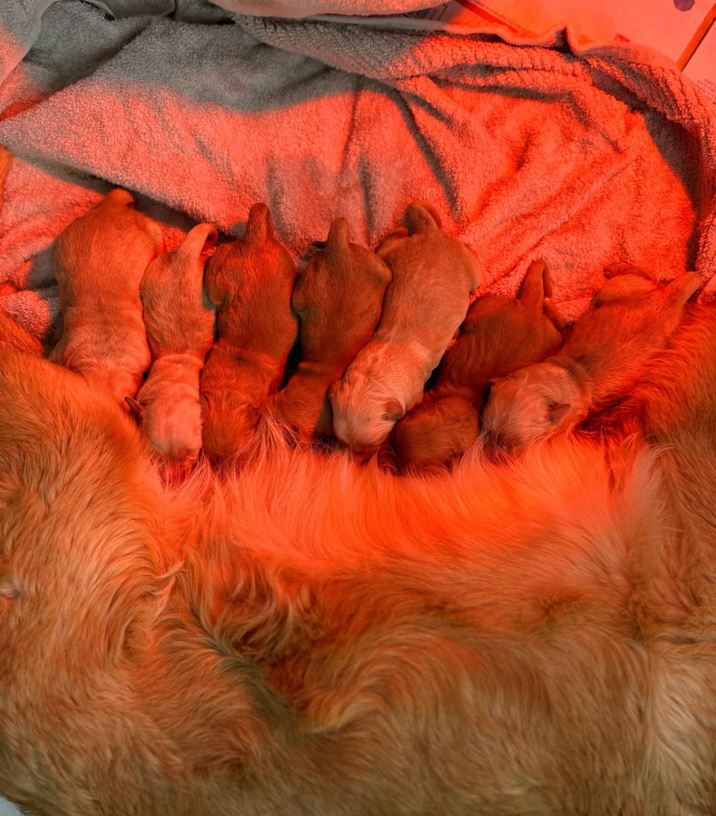 GoldenPaw™ Purebred Golden Retriever Puppies - Ready APRIL 2025