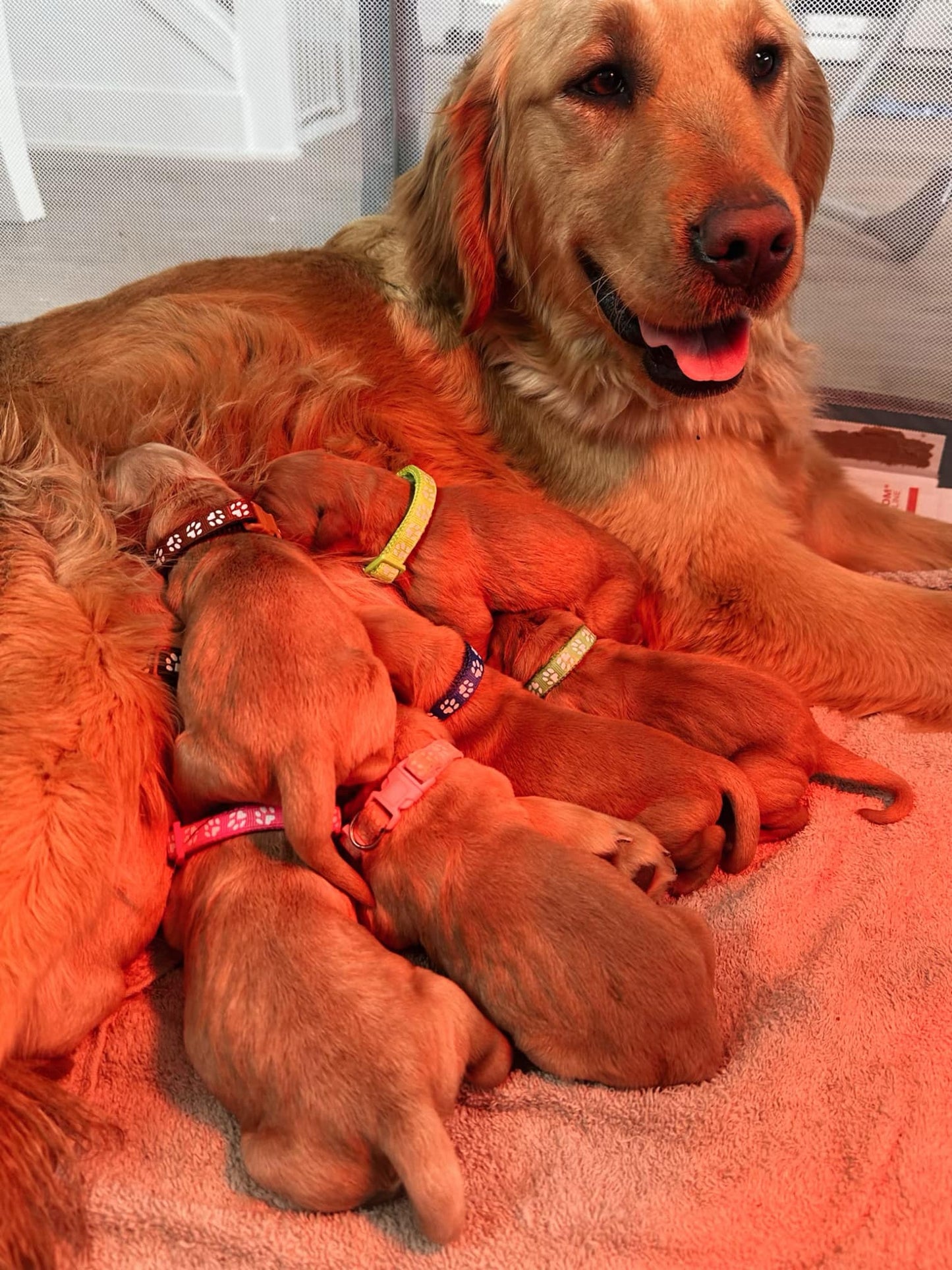 GoldenPaw™ Purebred Golden Retriever Puppies - Ready APRIL 2025