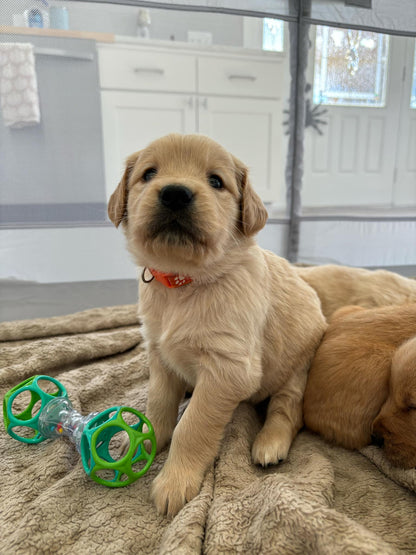 GoldenPaw™ SUNNY x KEEF Litter Spots NOV. 20 2024 PICKUP