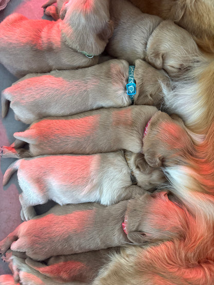 GoldenPaw™ Champion Bloodline Golden Retriever Puppies - Ready June 2025 (Biscuit x Sunny) DEPOSIT