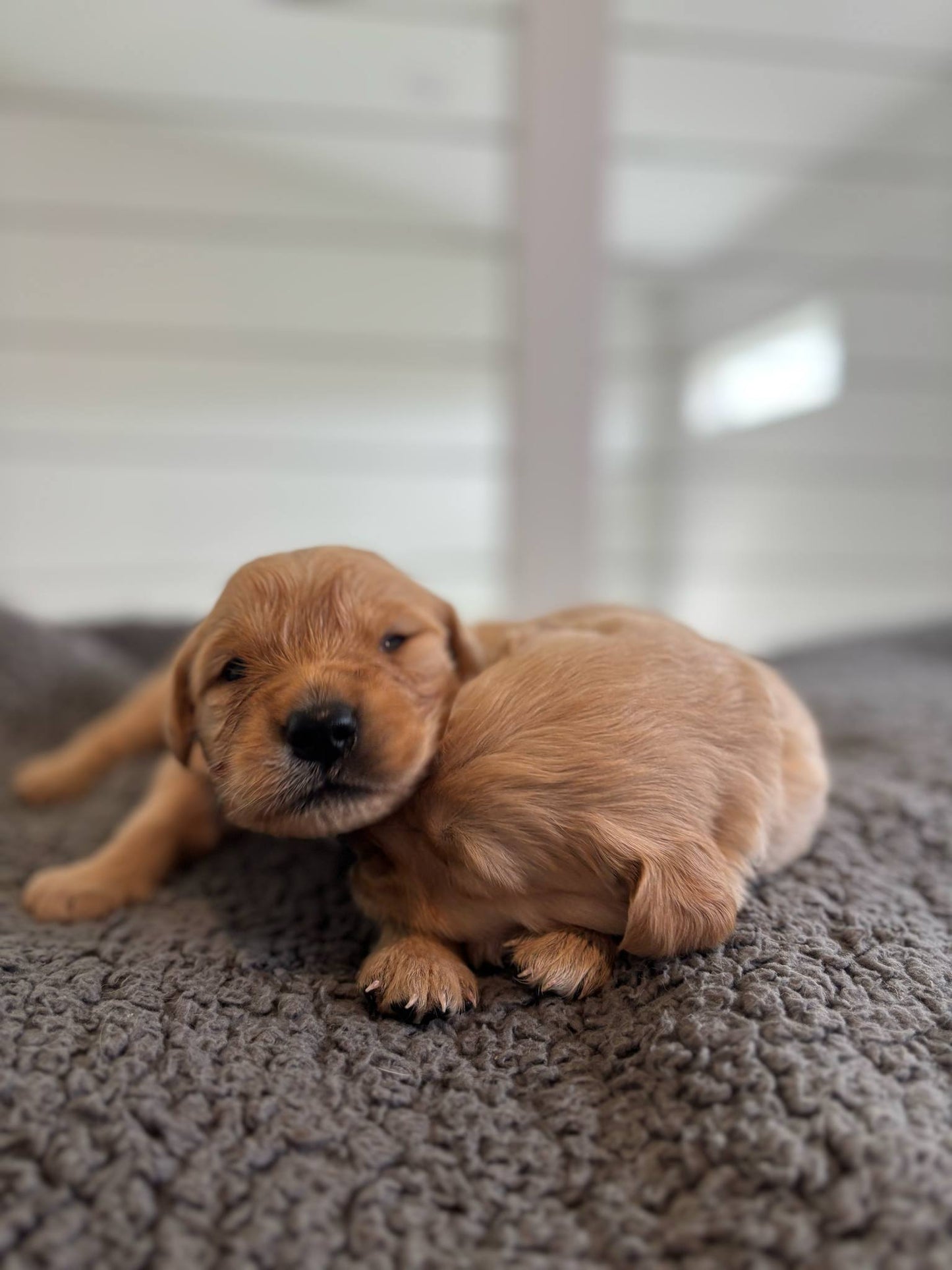 GoldenPaw™ Champion Bloodline Golden Retriever Puppies - Ready June 2025 (Biscuit x Sunny) DEPOSIT