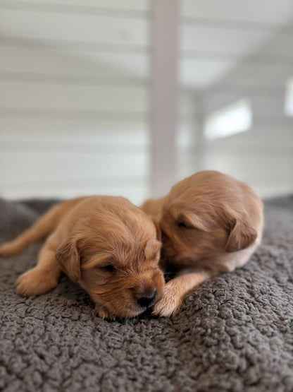 GoldenPaw™ Champion Bloodline Golden Retriever Puppies - Ready June 2025 (Biscuit x Sunny) DEPOSIT