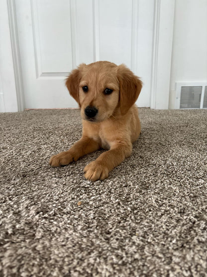 GoldenPaw™ Purebred Golden Retriever Puppies - Ready APRIL 2025