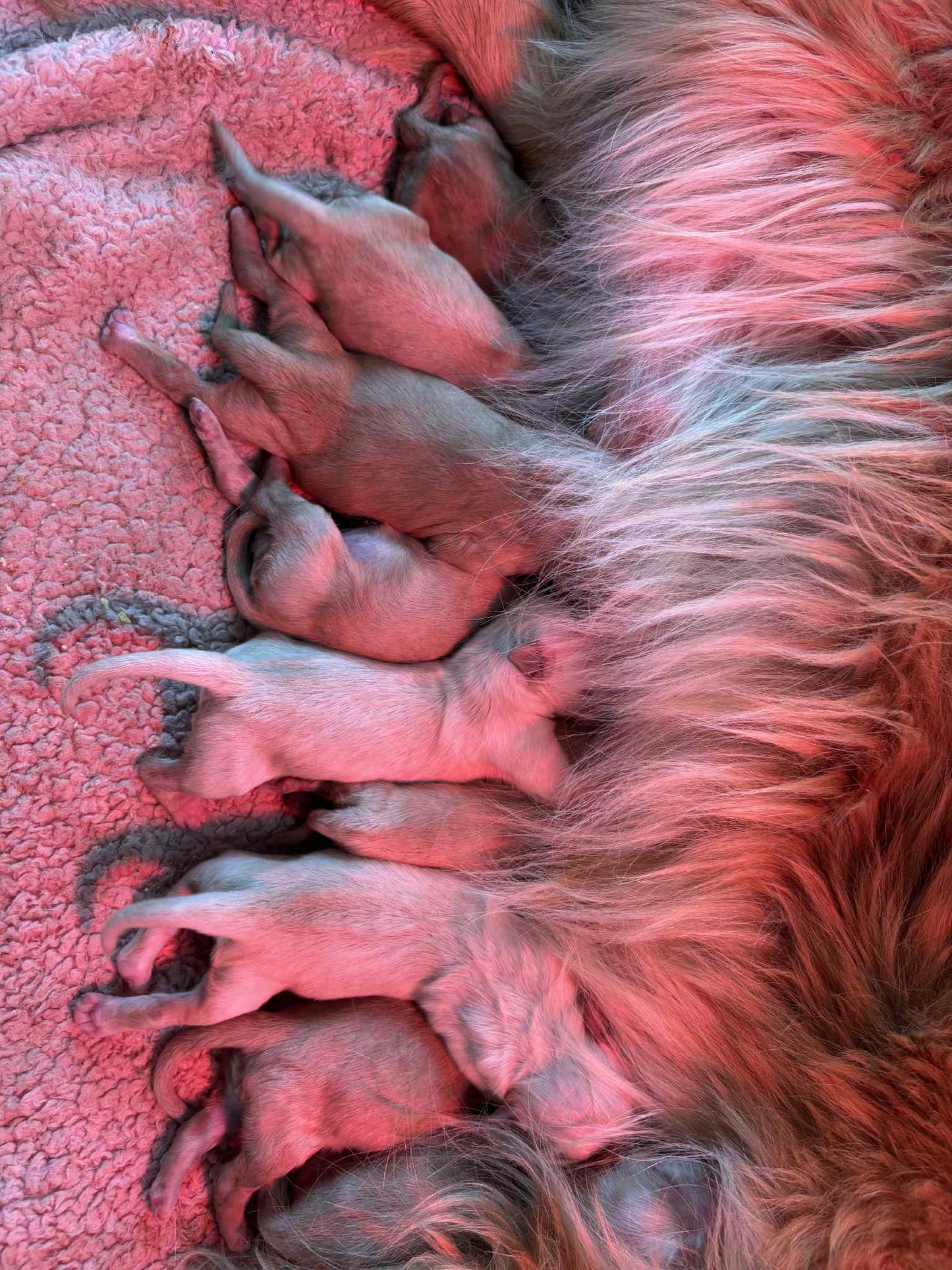 GoldenPaw™ AKC Golden Retriever Puppies - 10% DEPOSIT- READY AUG 31ST
