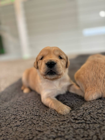 GoldenPaw™ Champion Bloodline Golden Retriever Puppies - Ready June 2025 (Biscuit x Sunny) DEPOSIT