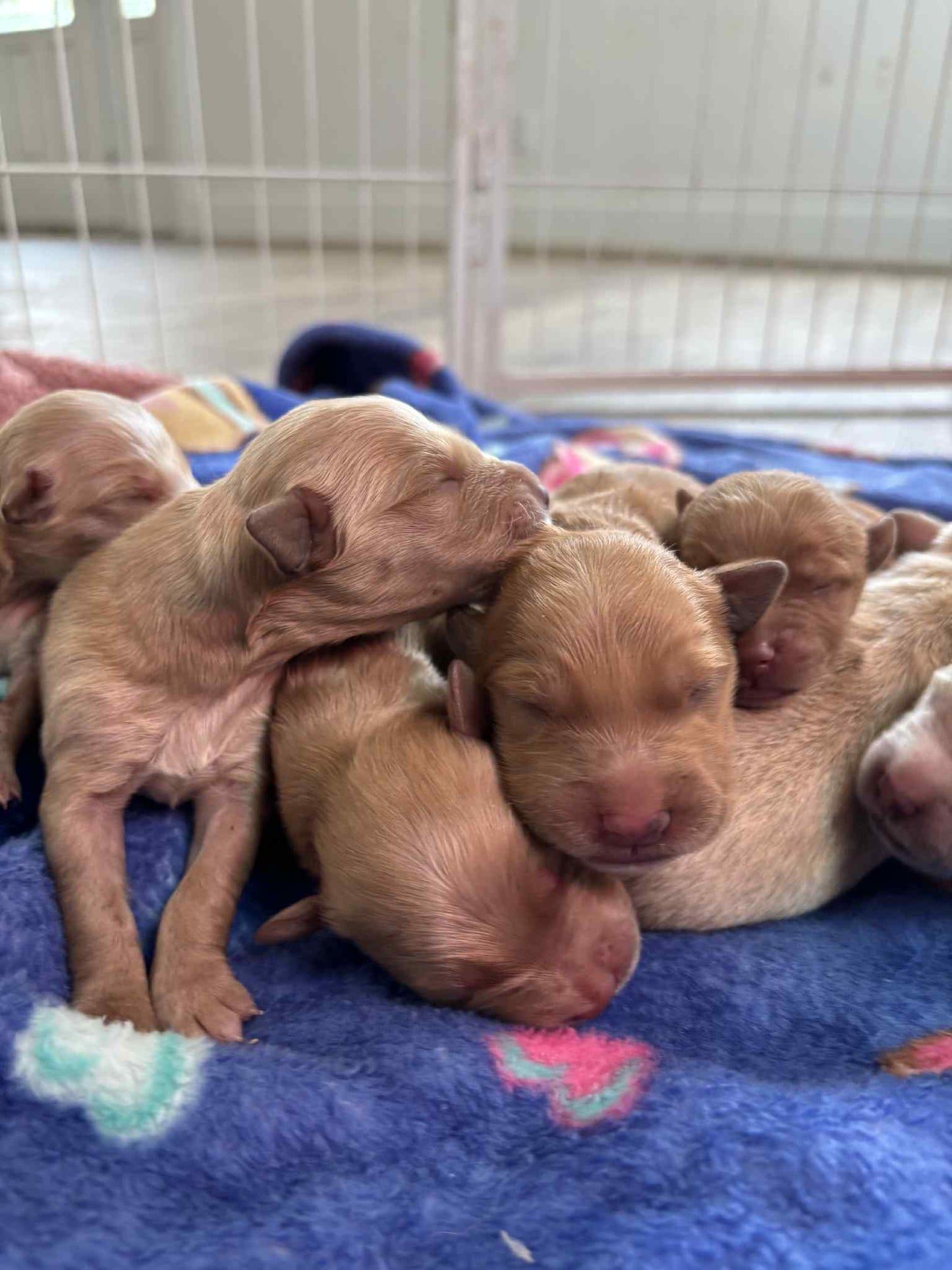 GoldenPaw™ AKC Golden Retriever Puppies - 10% DEPOSIT- READY AUG 31ST