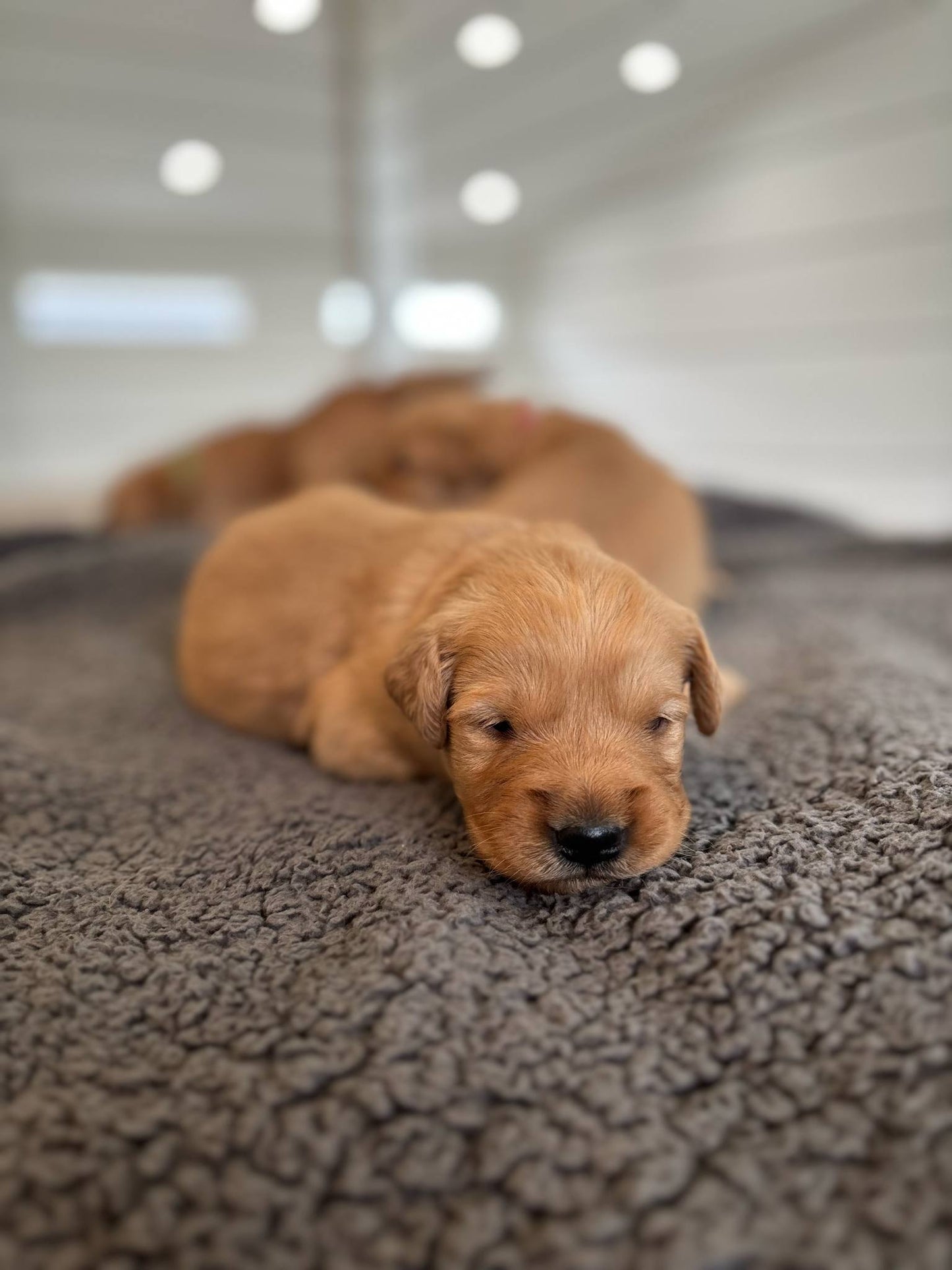 GoldenPaw™ Champion Bloodline Golden Retriever Puppies - Ready June 2025 (Biscuit x Sunny) DEPOSIT