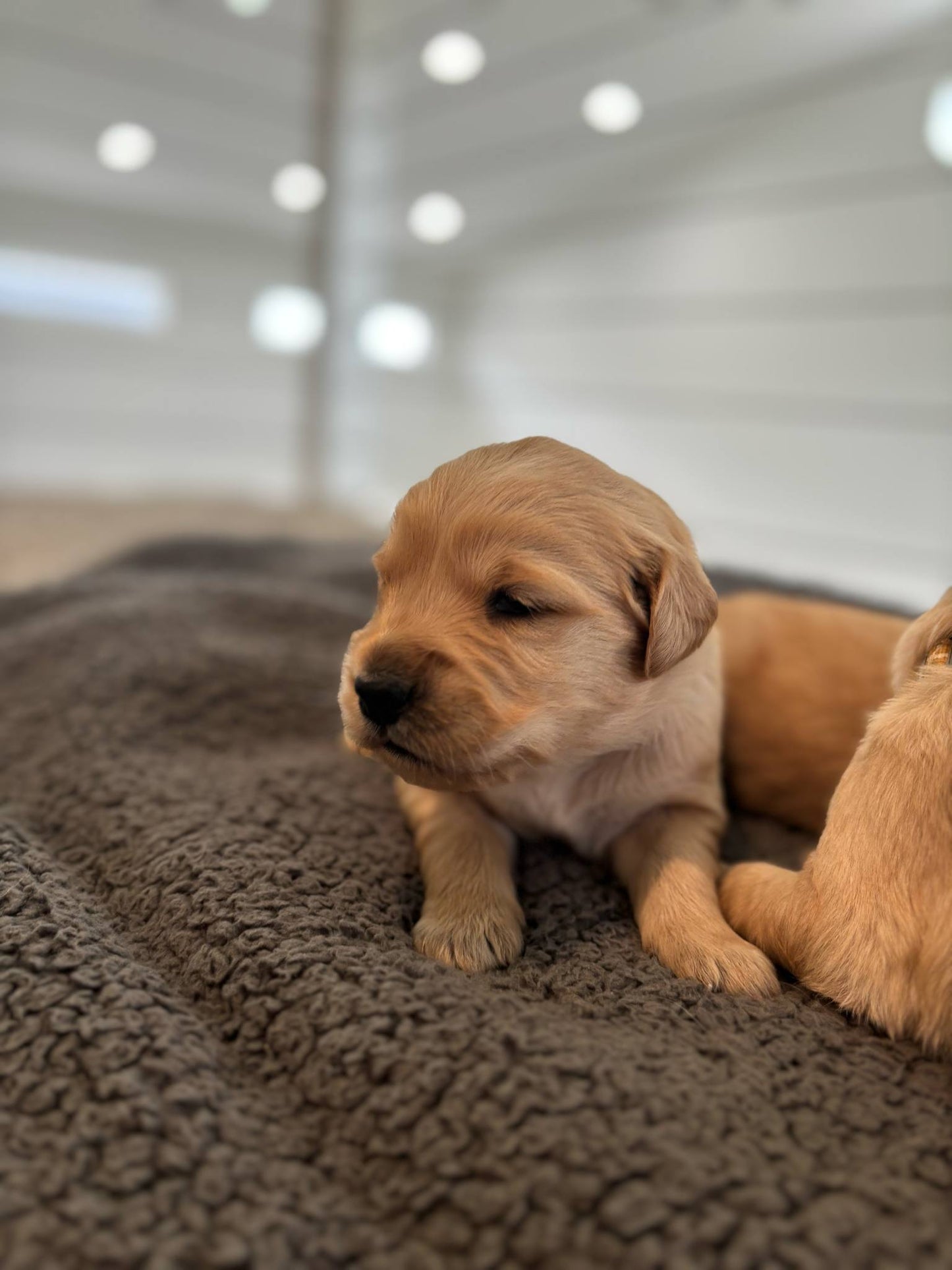 GoldenPaw™ Champion Bloodline Golden Retriever Puppies - Ready June 2025 (Biscuit x Sunny) DEPOSIT