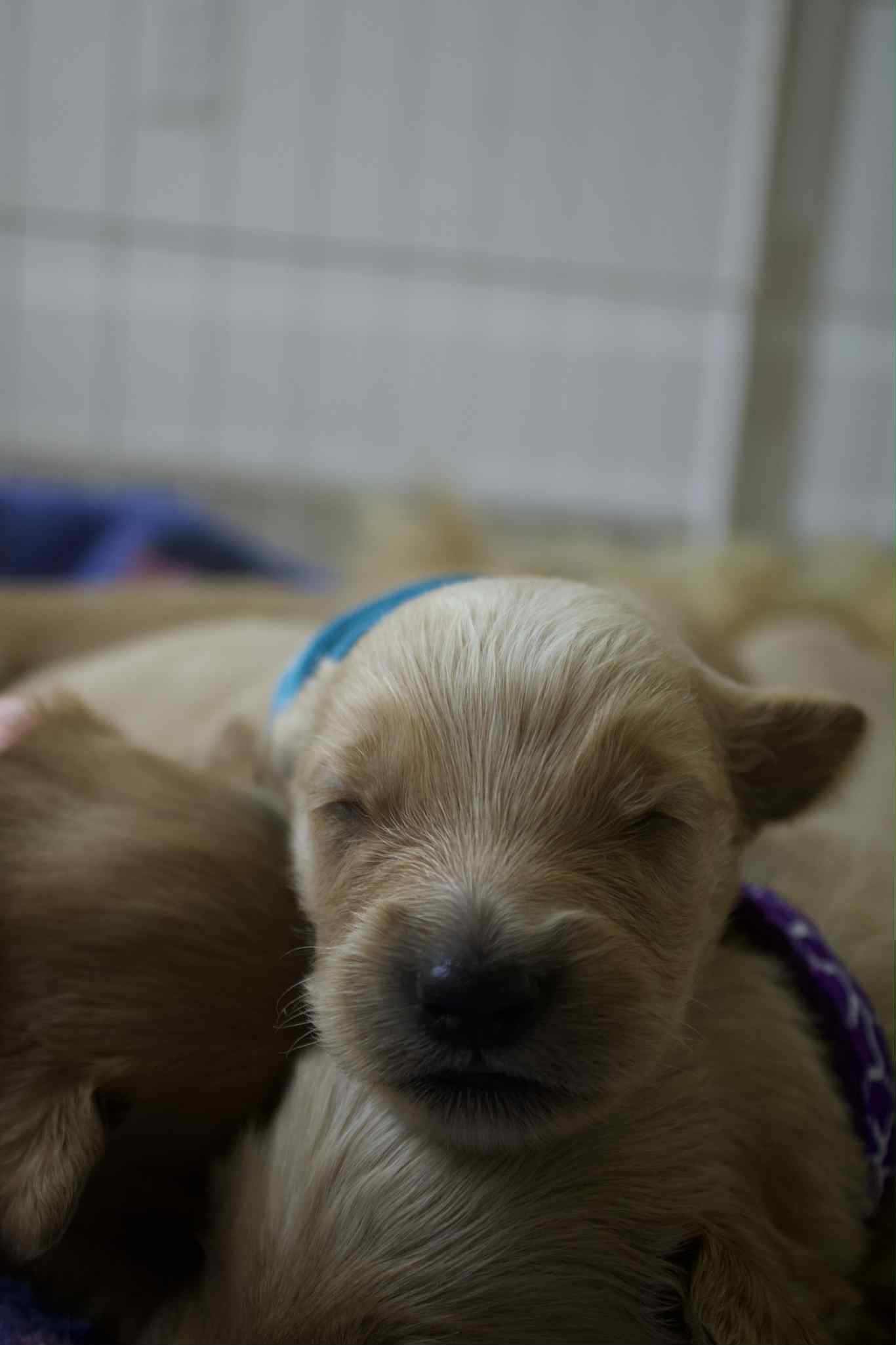 GoldenPaw™ AKC Golden Retriever Puppies - 10% DEPOSIT- READY AUG 31ST