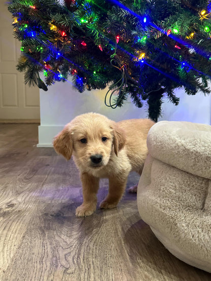 GoldenPaw™ Purebred Golden Retriever Puppies - Ready Jan 10 2025