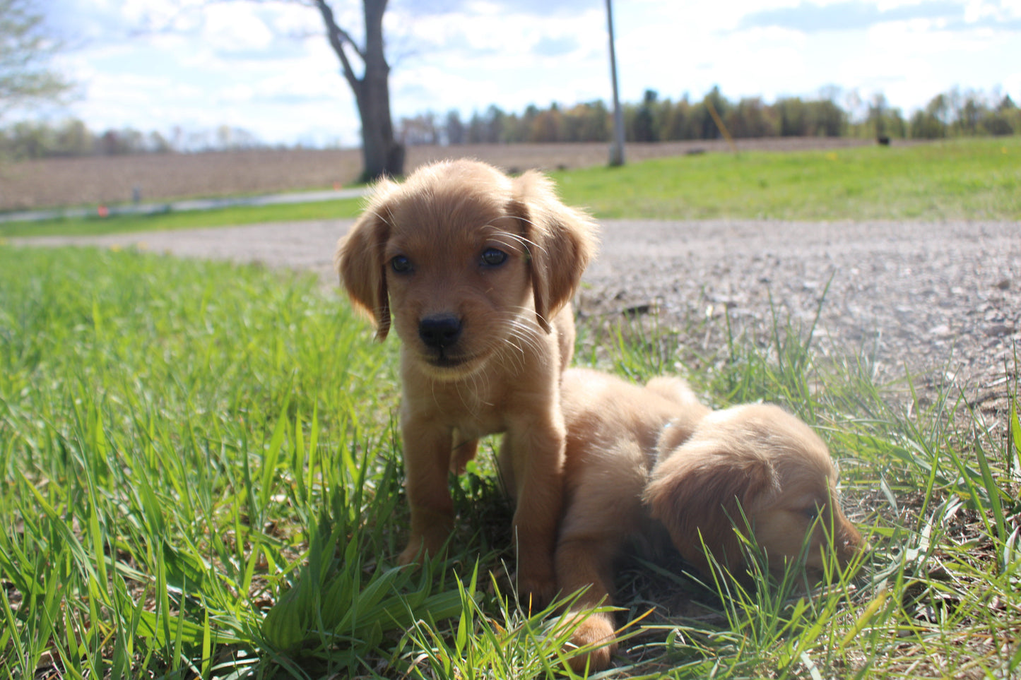 GoldenPaw™ Purebred Golden Retriever Puppies - READY TO GO