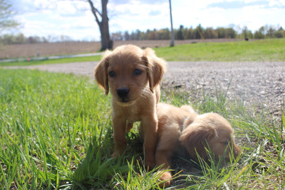 GoldenPaw™ Purebred Golden Retriever Puppies - READY TO GO