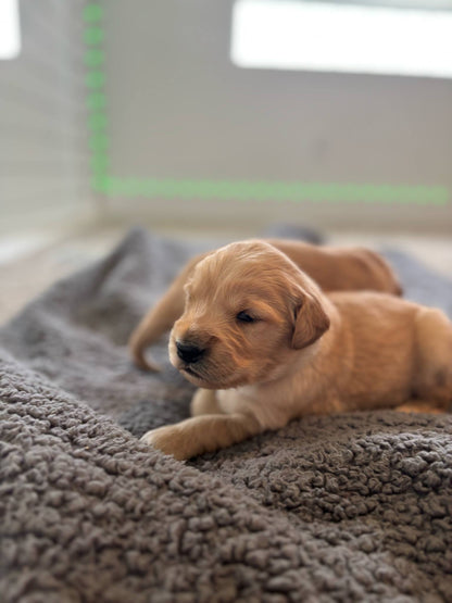 GoldenPaw™ Champion Bloodline Golden Retriever Puppies - Ready June 2025 (Biscuit x Sunny) DEPOSIT