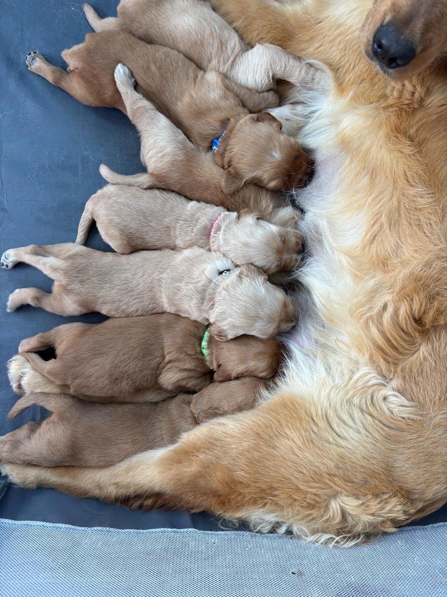 GoldenPaw™ Purebred Golden Retriever Puppies - Ready APRIL 2025