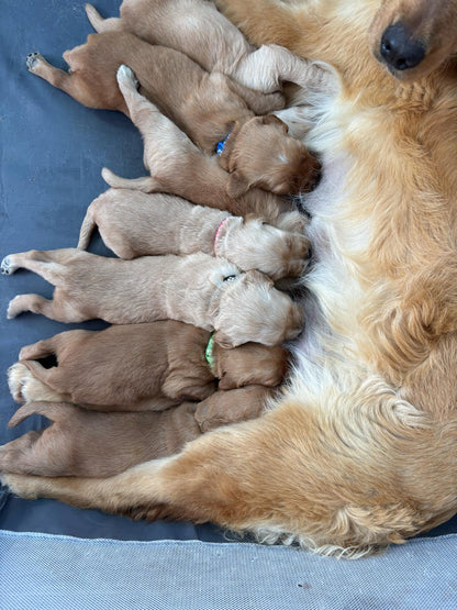 GoldenPaw™ Purebred Golden Retriever Puppies - Ready APRIL 2025