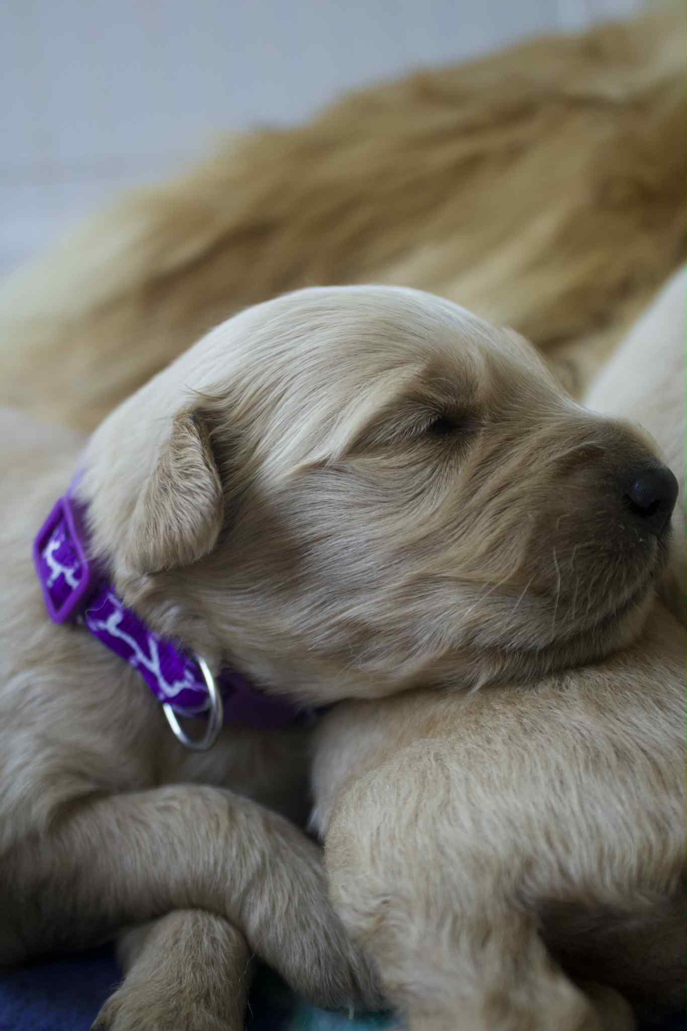 GoldenPaw™ AKC Golden Retriever Puppies - 10% DEPOSIT- READY AUG 31ST