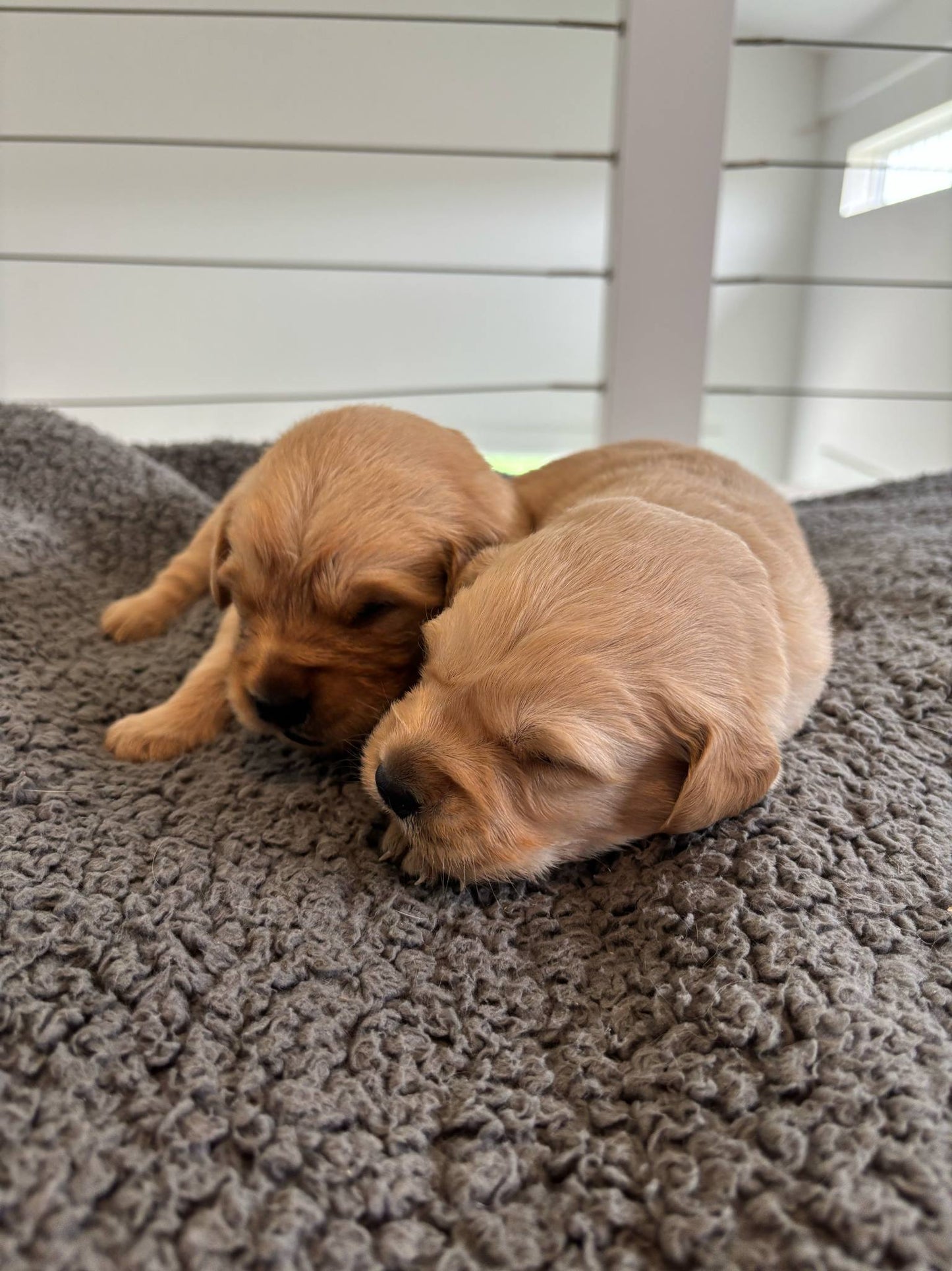 GoldenPaw™ Champion Bloodline Golden Retriever Puppies - Ready June 2025 (Biscuit x Sunny) DEPOSIT