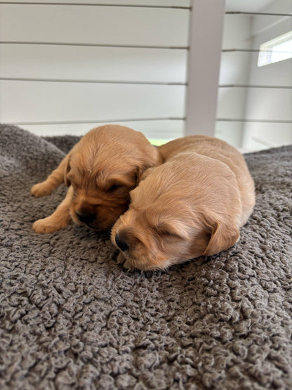 GoldenPaw™ Champion Bloodline Golden Retriever Puppies - Ready June 2025 (Biscuit x Sunny) DEPOSIT
