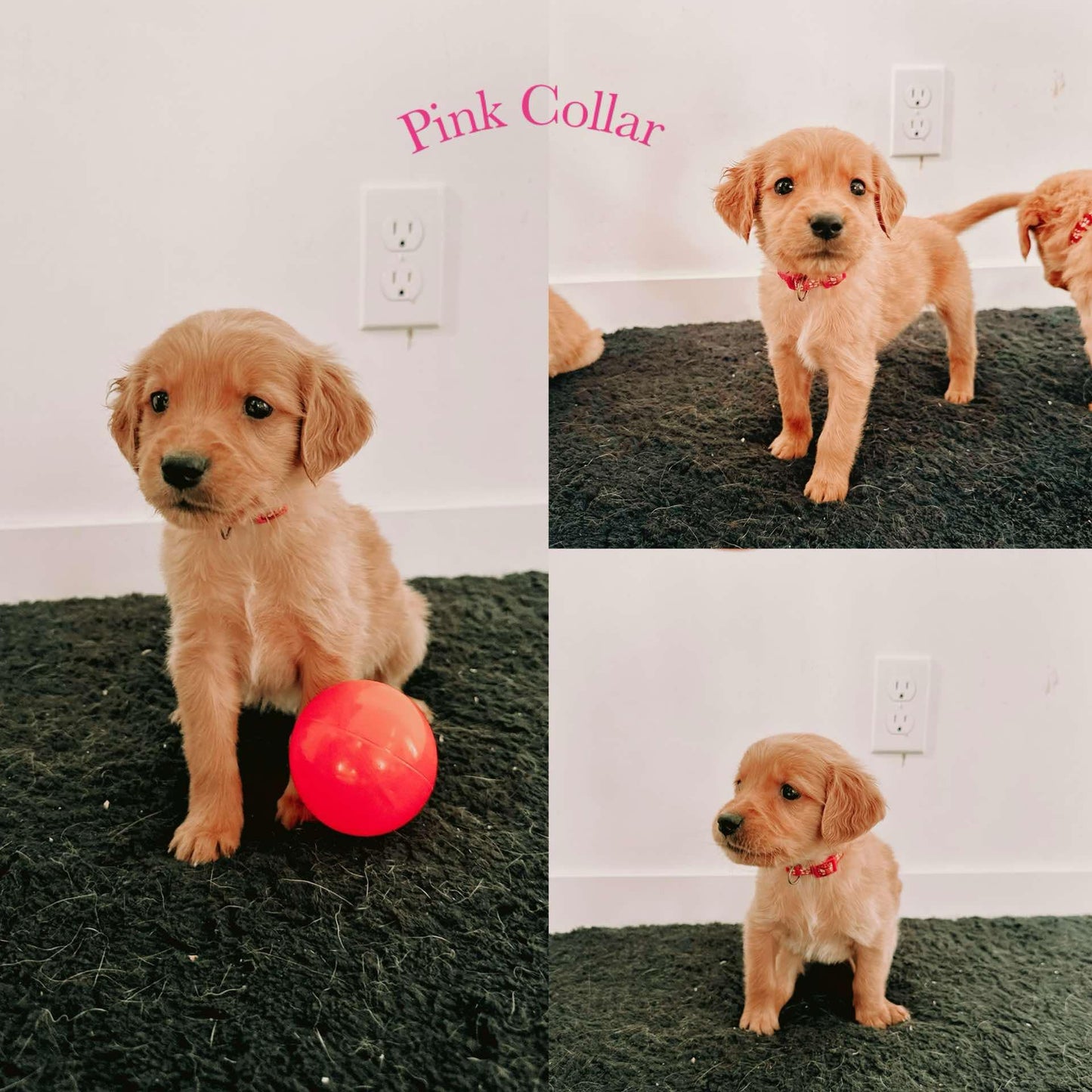 GoldenPaw™ Purebred Golden Retriever Puppies - READY TO GO